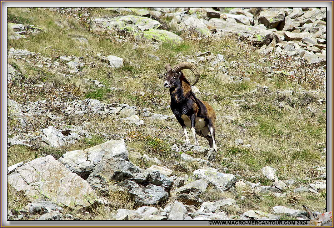 MOUFLONS